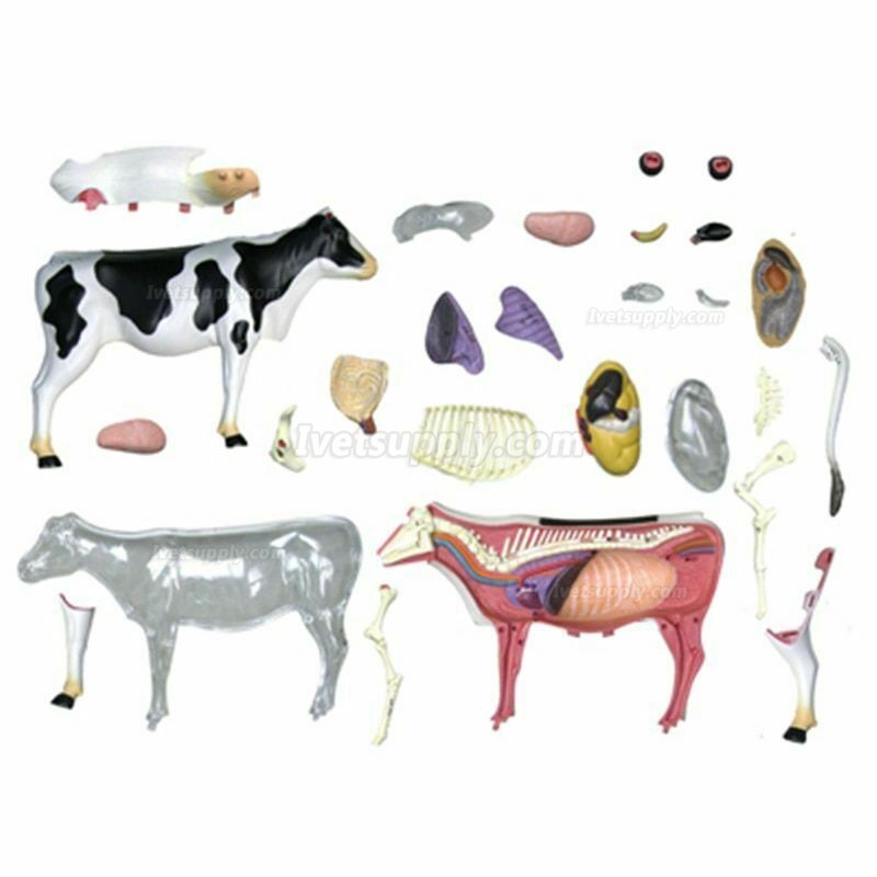 Cow Animal Organ Anatomy 4D Model Medical Teaching Animal Anatomical Models